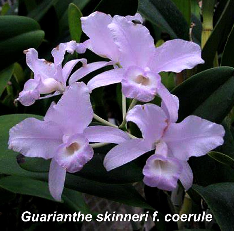 Guarianthe skinneri f. coerule 4" pot